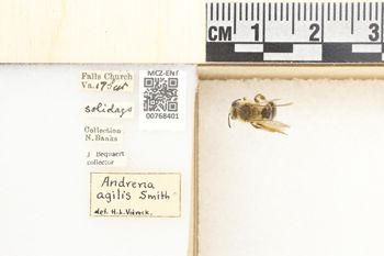 Media type: image;   Entomology 768401 Aspect: Labels